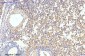 LC3B Polyclonal Antibody